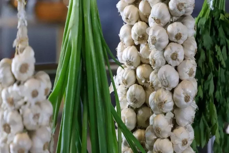 Sarımsaqdan sonra nə əkmək  olmaz?