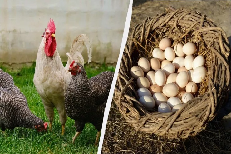 Mart ayında toyuqların yeminə  bunu əlavə edin: daha çox yumurtlayacaqlar 