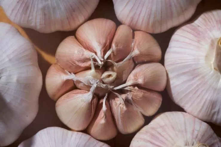 Gündə neçə diş sarımsaq yemək təhlükəsizdir? 