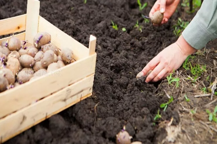 Kartofu əkməzdən əvvəl bu məhluldan  istifadə edin: bol məhsul yığacaqsınız 