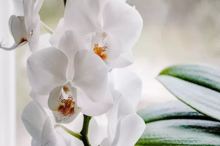 Otaqda havanı təmizləyən  üç bitki