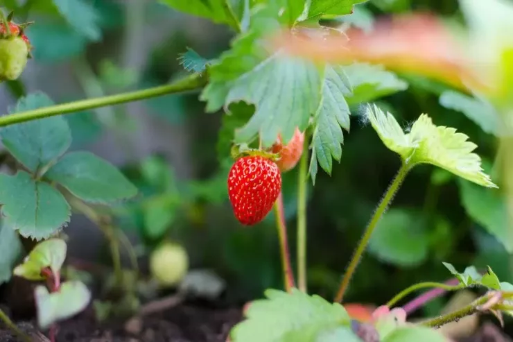 Çiyələyi sarımsağın yanında  əkin – səbəbi sizi heyrətləndirəcək 