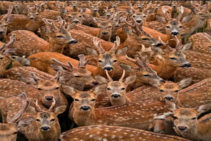 11 saniyədə maralların arasından üç keçi  tapın: çox çətin TAPMACA 