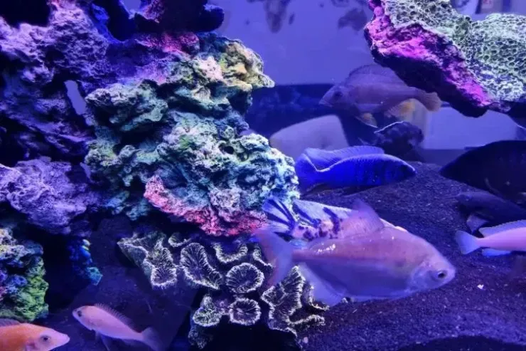 Xəstəlik və yırtıcılar tərəfindən məhv edilməsə, əbədi yaşayacaq canlı 