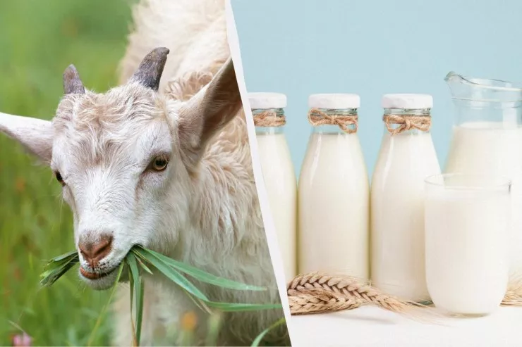İnək yoxsa keçi südü?   - Həkim hansının faydalı   olduğunu açıqladı
