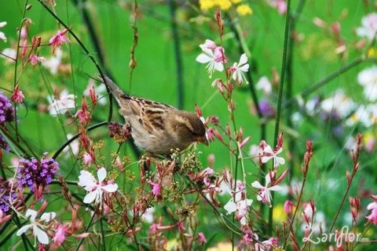 Sabah 25 dərəcə isti  olacaq - hava PROQNOZU 
