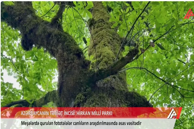 Hirkan Milli Parkında qurulan fototələlərə nələr düşdü? -VİDEO 