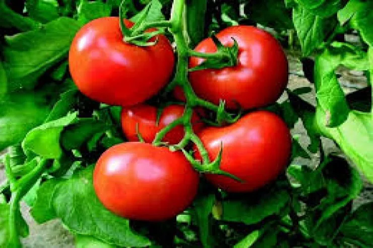 Pomidorun daha çox məhsul  verməsi üçün onları belə sulayın 