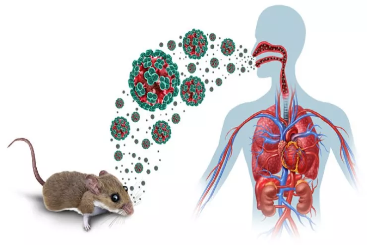 Hantavirus   qlobal problemə çevrildi - Nə peyvəndi var, nə müalicəsi 