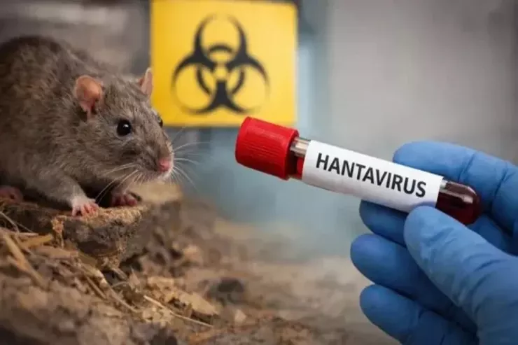 Hantavirus Azərbaycana gəlib? - Nazirlikdən  AÇIQLAMA  