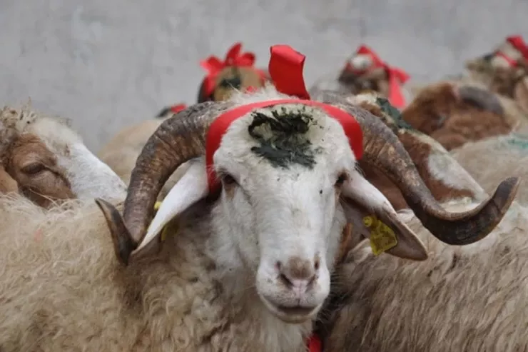 Qurbanlıq heyvanlar bu ünvanlarda  kəsilib satılacaq
