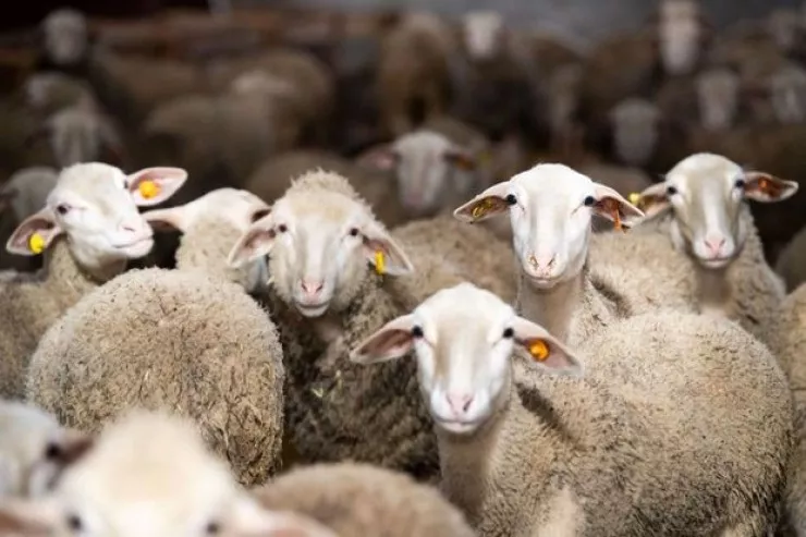 Müsəlman olmayan adamın verdiyi qurban ətindən yemək olar?  