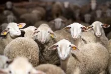 Müsəlman olmayan adamın verdiyi qurban ətindən yemək olar?  