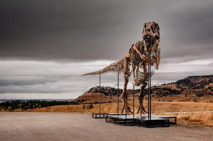 Dinozavr skeleti 20 milyon dollara hərraca qoyulur - VİDEO 