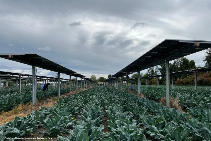 Brokoli çəhrayı günəş panellərinin altında daha səmərəli  böyüdü