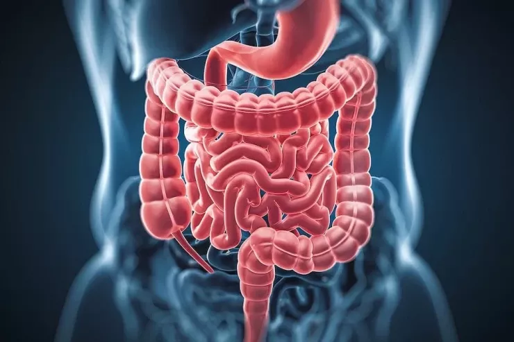Bağırsaq bakteriyasının yaratdığı molekul Alzheimer riski  ilə əlaqələndirildi