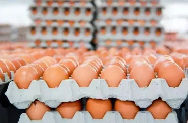 Yumurta qabıqlarından daha möhkəm avtomobil materialı  hazırlandı