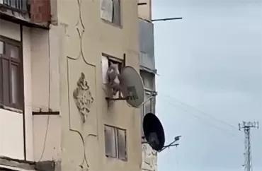 Bakıda iti binadan atan həbs edildi