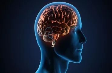 İnsanların gördüklərini beyindən oxuyan süni intellekt hazırlandı