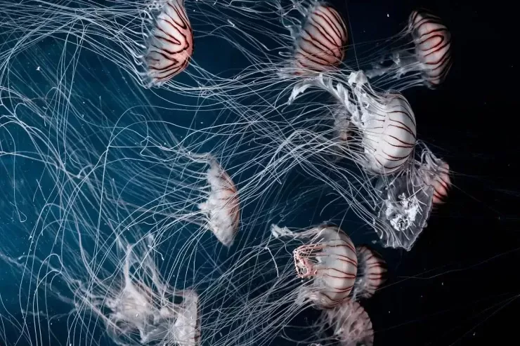 Zəhəri ilə insanlara  təhlükə   yaradan 5 canlı  - Kiçik görünüşə aldanmayın