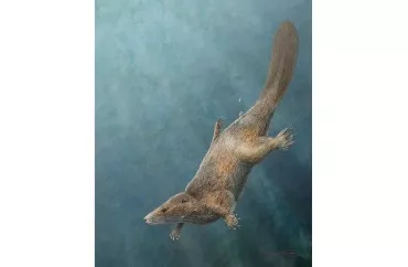 Dinozavrlar dövründə su samuruna bənzər məməli yaşayıb