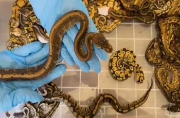 Gömrükdən 67 piton keçirənlər saxlanıldı