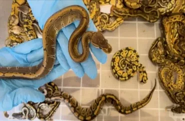 Hava limanında həyəcan: Çamadandan 37 canlı zəhərli ilan çıxdı