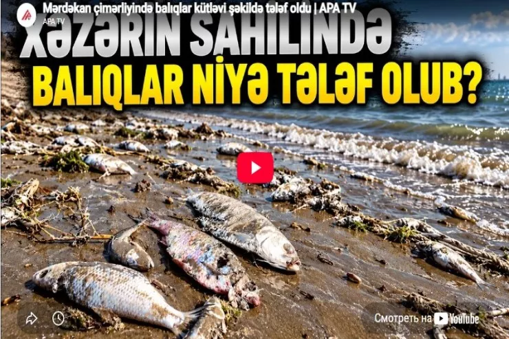 Mərdəkan çimərliyində balıqlar kütləvi şəkildə  tələf oldu-VİDEO 