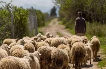 Azərbaycanlı çobanın Ermənistana keçdiyi iddia olunur