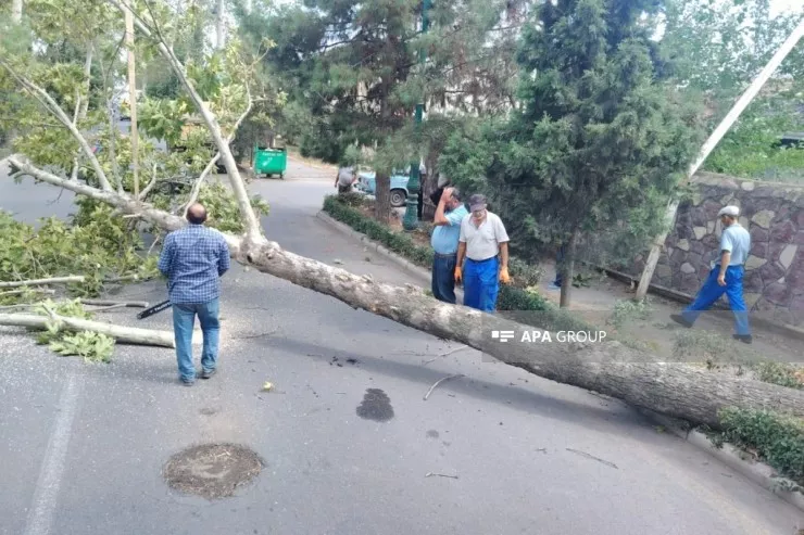 Güclü külək Bərdə, Tərtər və Ağdamda ağacları  aşırdı, evlər işıqsız  qaldı