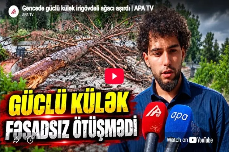 Gəncədə güclü külək irigövdəli ağacı aşırdı -VİDEO 