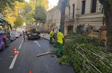 Güclü külək Bakıda 15 ağacı sındırdı
