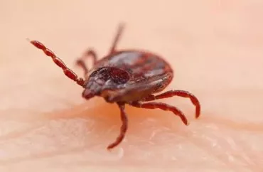 Yeni virus yayıldı - Gənə ilə keçir