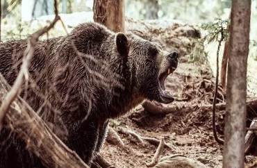 Rusiyada ayı 66 yaşlı qadını yaşadığı evin həyətində parçaladı