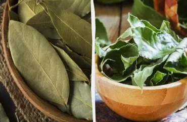 Döşəyin altına üç dəfnə yarpağı qoyun  Qədim üsulun sirri
