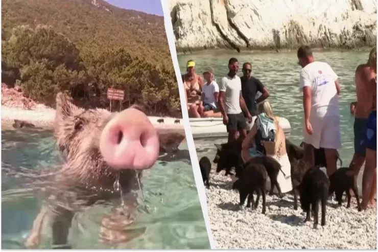 Nə otel  var, nə kafe  - bu adaya turistlər donuzlara görə gəlirlər 