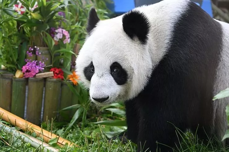 Çin ABŞ-a iki panda göndərdi