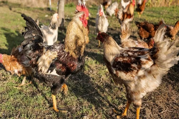 Toyuqlar payızda  az yumurtlayır:   məhsuldarlığı  artırmaq üçün   nə yedirtmək lazımdır?