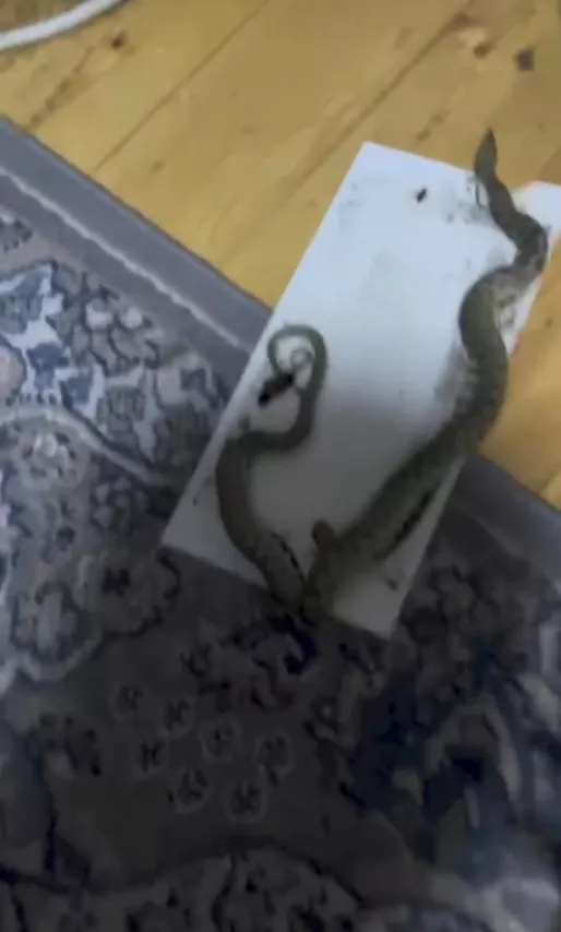Bakıda ilan siçan üçün qoyulan tələyə düşdü
