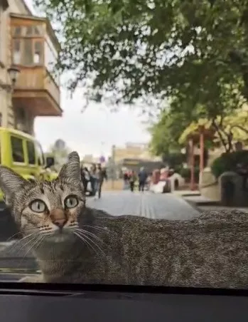 İçərişəhərdə turistləri heyran edən pişik
